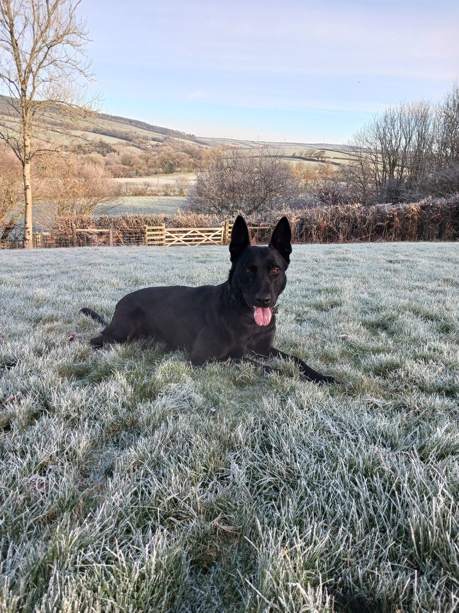 Cornwall Police Dogs (@cornwalldogs) on Twitter photo Following an overnight burglary at a commercial premises PD Bond completed a track locating articles for forensic evidence and giving us the offenders route for cctv enquiries. He followed this up locating/detaining a suspect for domestic offences who was promptly arrested. Following an overnight burglary at a commercial premises PD Bond completed a track locating articles for forensic evidence and giving us the offenders route for cctv enquiries. He followed this up locating/detaining a suspect for domestic offences who was promptly arrested.