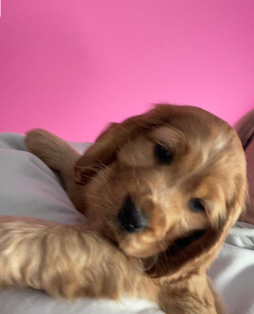 Neil_Barrett74's tweet photo. Our new addition 🥰 https://t.co/gQGmYbEDpx