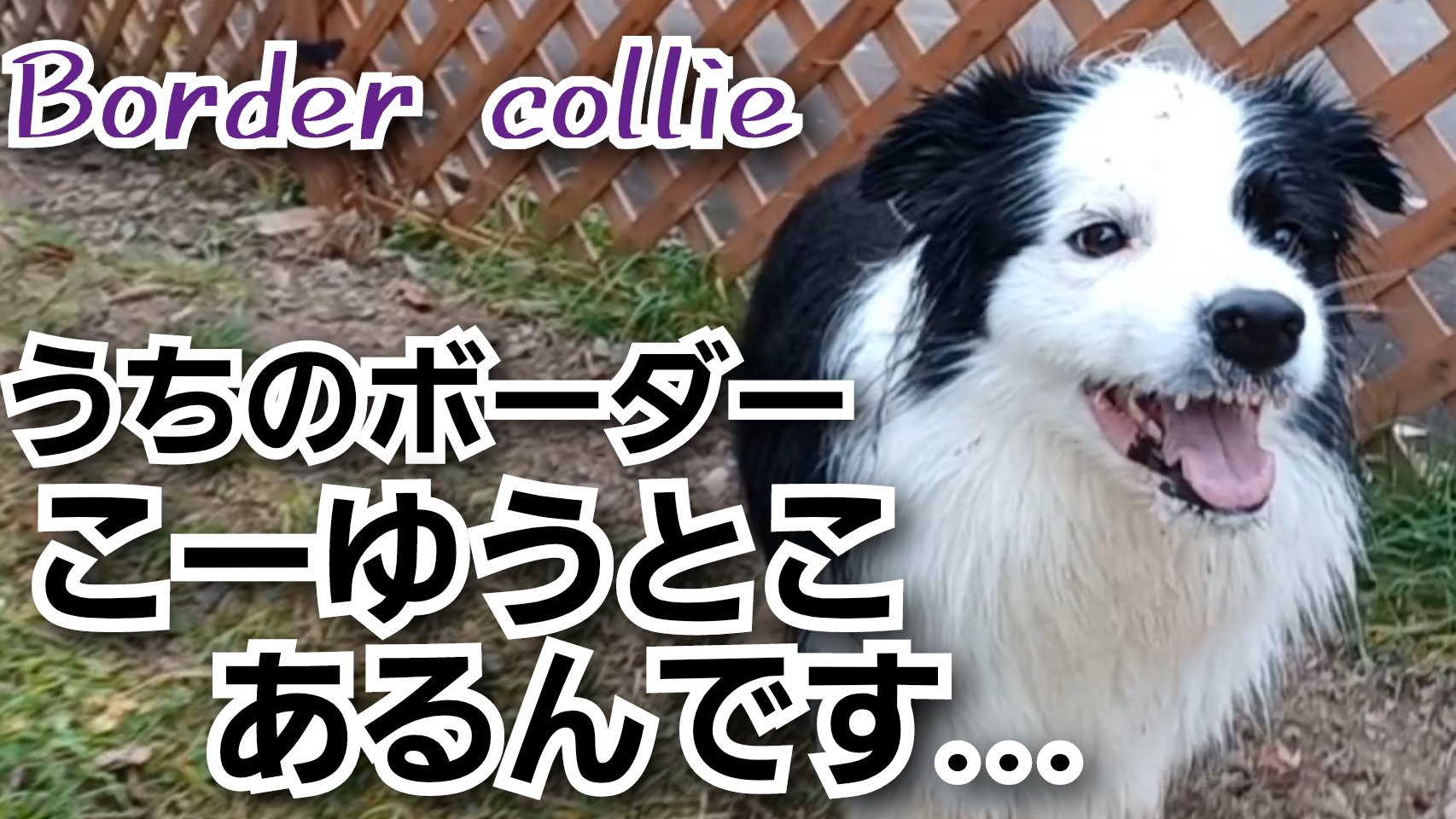 賢い犬 Twitter Search Twitter