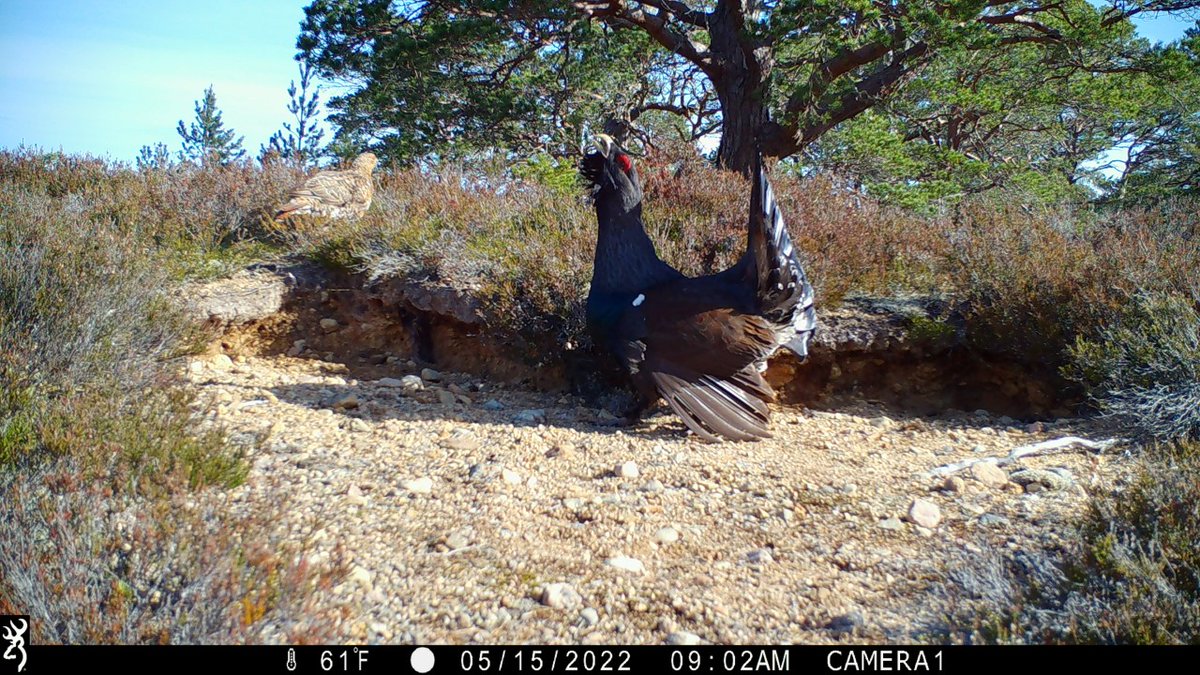 CairngormsCo's tweet photo. The Secret Life of Capercaillie π
@ForestryLS used camera traps to get a closer look at capercaillie in the #CairngormsConnect area
Read more β‘οΈ https://t.co/qJchmOLzNT
@aberdeenuni #WildlandLtd @NERCscience https://t.co/lXaKhh4KjK