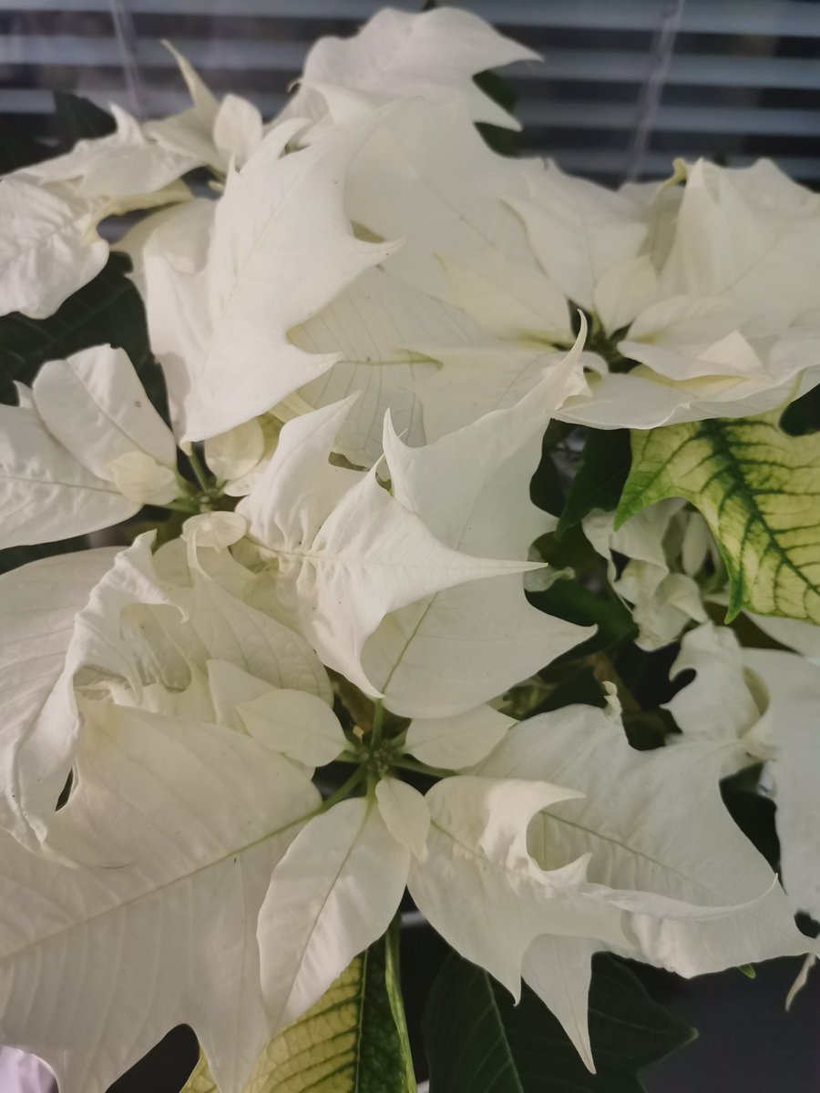 Torstai toivoa täynnä!! Eilen varmistui kaksi rahoitusta yhdistykselle, aivan mahtava juttu. Saimme tiedon nuorisotakuuavustuksesta sekä #4hbusinesslab in kuntarahaosuudesta, joten kiitos <a href="/tretyollisyys/">Tampereen kaupungin työllisyys- ja kasvupalvelut</a>. Tästä on hyvä laskeutua joulun viettoon.