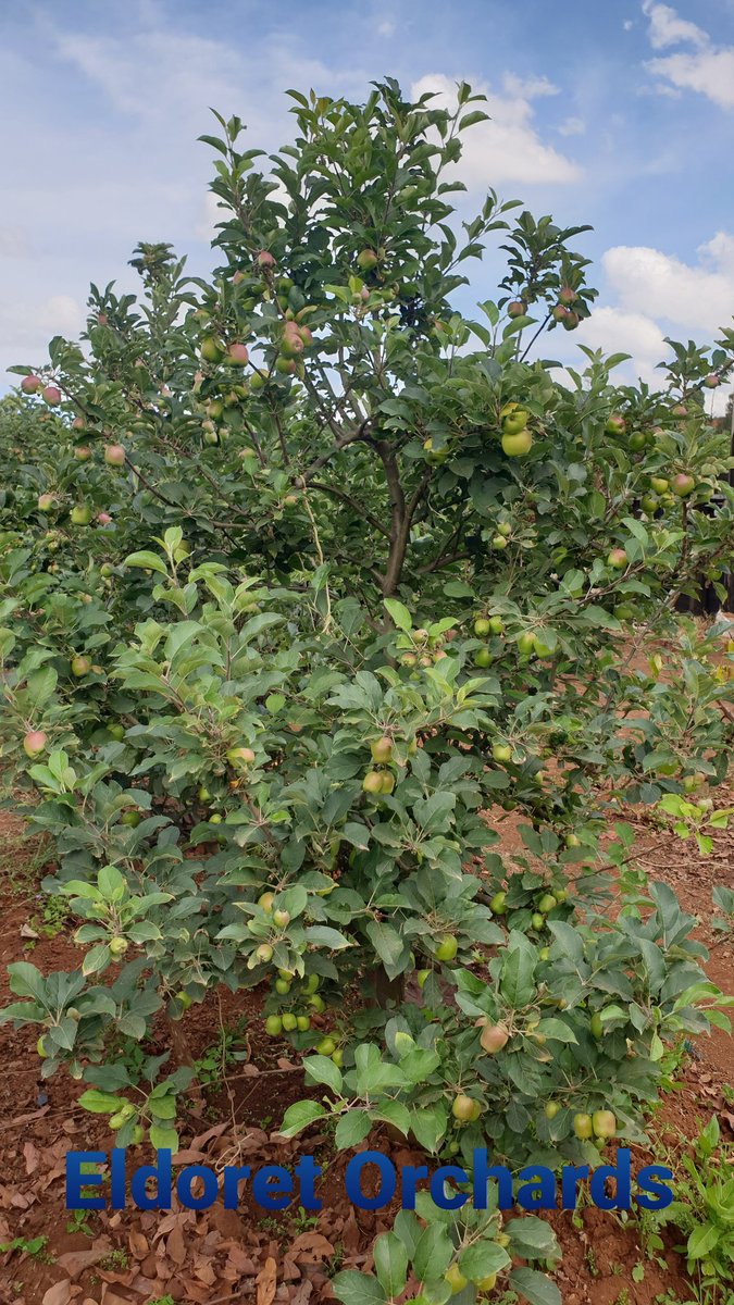 Eldoret Orchards & Nursery Investment tweet media