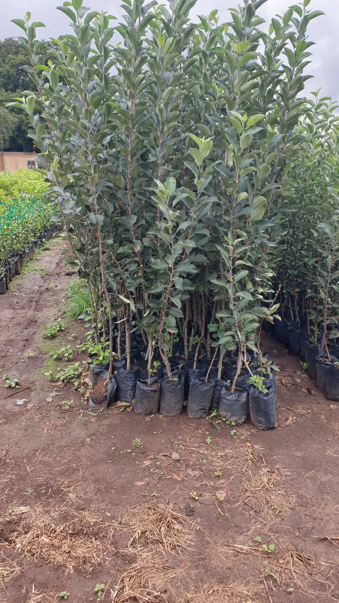 Eldoret Orchards & Nursery Investment tweet media