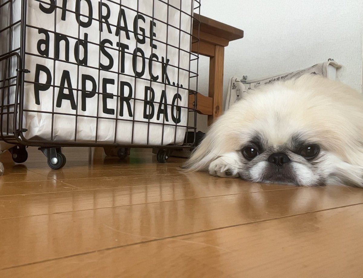 gammo_pombro's tweet photo. 今週の金ローはグレムリンということで、
なんとなくギズモに似てる雰囲気の
がんもしゃんの写真貼っときます🐶 https://t.co/pKvHFkAp2w