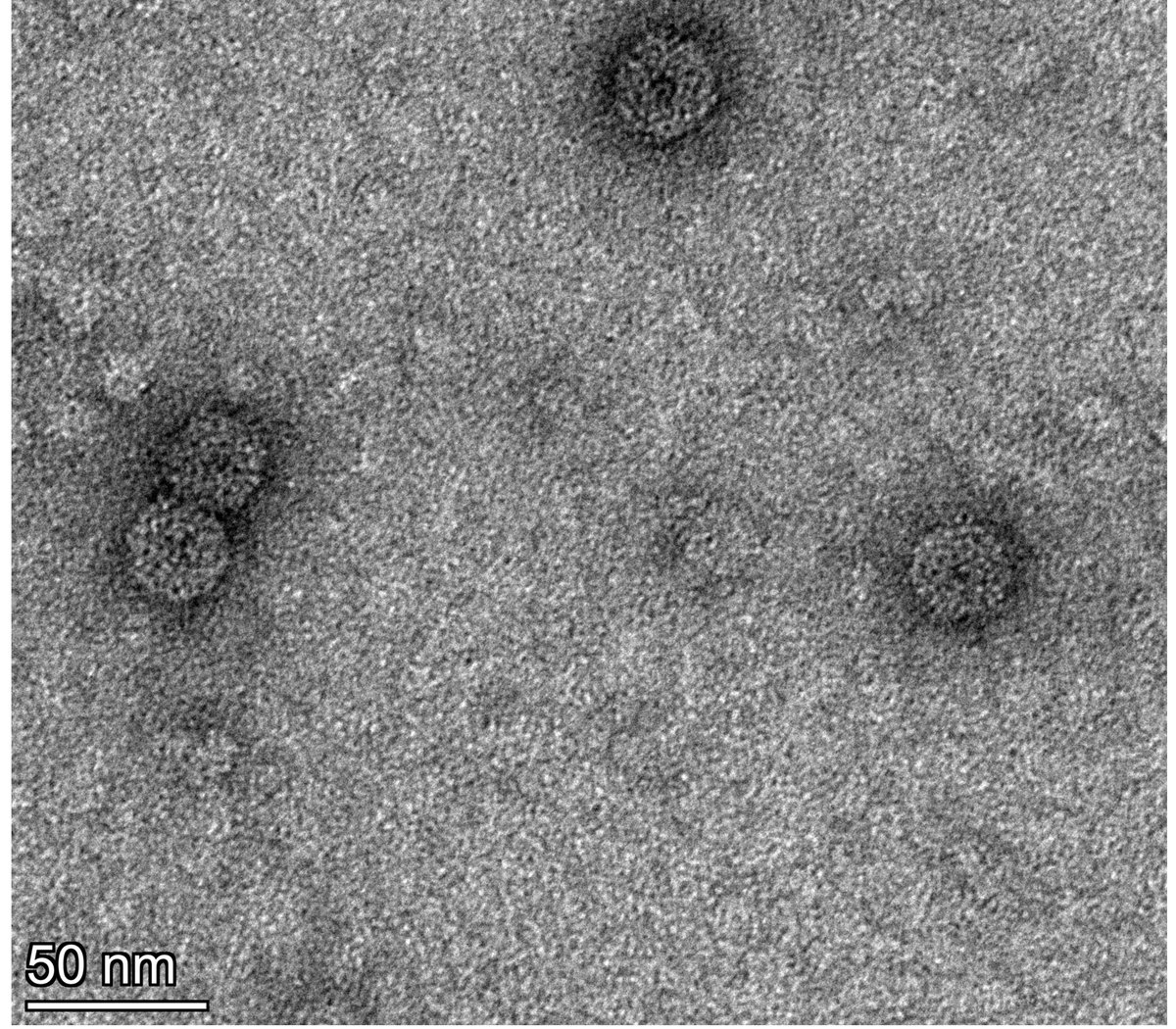 In our latest study (the first one out after my PhD😁🎉), we characterized a quite intriguing 🌱virus. 

The virus, pictured below, is Solanum nigrum ilarvirus 1 (SnIV1) that is also known in 3 other names 😅.

Here's a short 🧵about it: