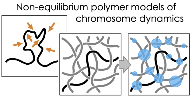 Antoine Coulon (@coulonlab) on Twitter photo 📢 Please RT !!! 📢
🎓 PhD position on Polymer Modeling of Chromosome Dynamics
A theory project within a lab at the physics/biology interface coulonlab.org <a href="/VittoreScolari/">Vittore Scolari</a>
⚠️ 3 weeks left ⚠️
➡️Project: enseignement.curie.fr/sites/default/…
➡️Application: training.institut-curie.org/eureca 📢 Please RT !!! 📢
🎓 PhD position on Polymer Modeling of Chromosome Dynamics
A theory project within a lab at the physics/biology interface coulonlab.org <a href="/VittoreScolari/">Vittore Scolari</a>
⚠️ 3 weeks left ⚠️
➡️Project: enseignement.curie.fr/sites/default/…
➡️Application: training.institut-curie.org/eureca