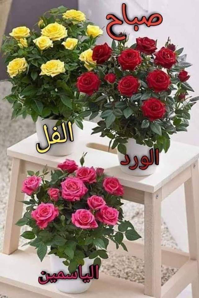 MiloudTahfi1's tweet photo. @Es___Se_ https://t.co/4WFRyCU4Qt
