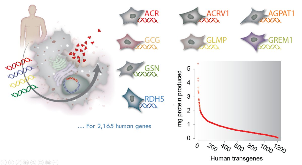 Why do some recomb proteins express better than others? After expressing &gt;2000 proteins from the human secretome in CHO cells, we identified the protein features and host cell pathways linked to poor expression. See our latest preprint biorxiv.org/content/10.110…