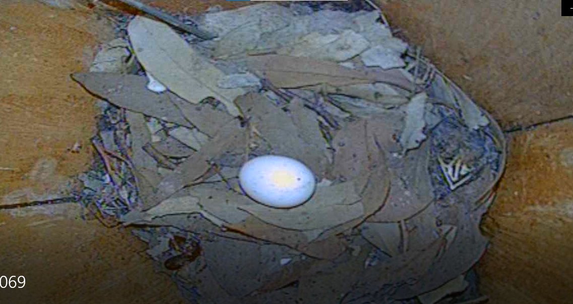 Together with our partners <a href="/E_R_Australia/">Ecology & Restoration Australia</a> we're monitoring 500 or more nest boxes across Victoria with a grant from <a href="/ParksVictoria/">Parks Victoria</a>'s Innovation Fund.

In checks today, our volunteers saw #sugargliders, #ringtailedpossums and #brushtailedpossums!

And this egg - maybe #kookaburra?