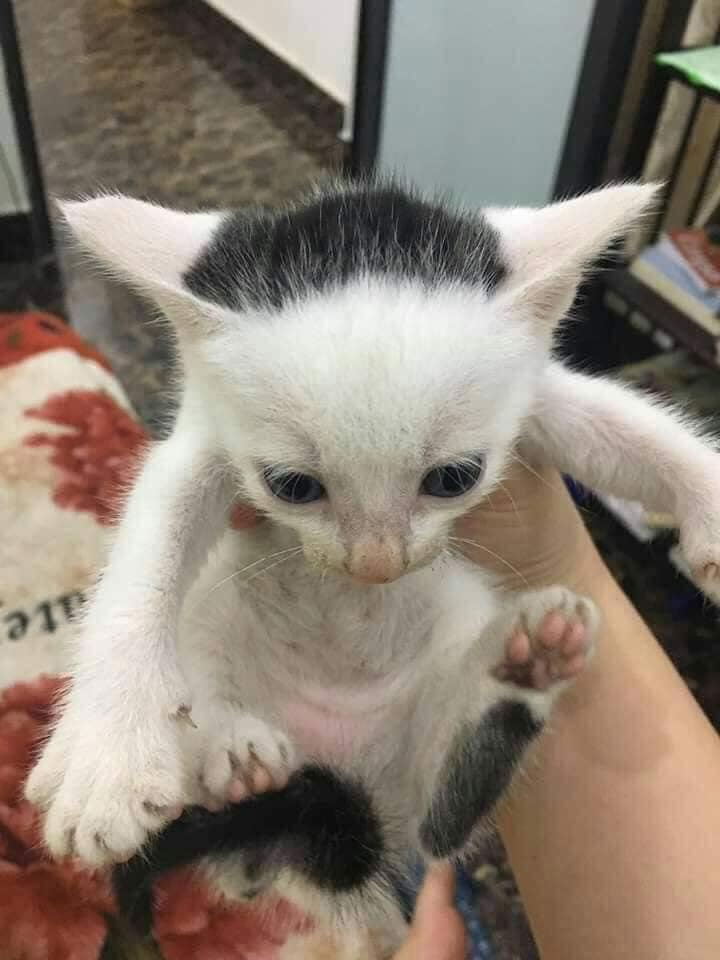 Take_Meow_Hand's tweet photo. New hair 🤣 https://t.co/Va7FcJYiCL