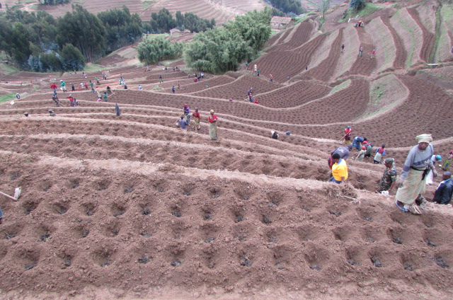 MINAGRI/RAB SPIU WorldBank & KOICA funded projects tweet media