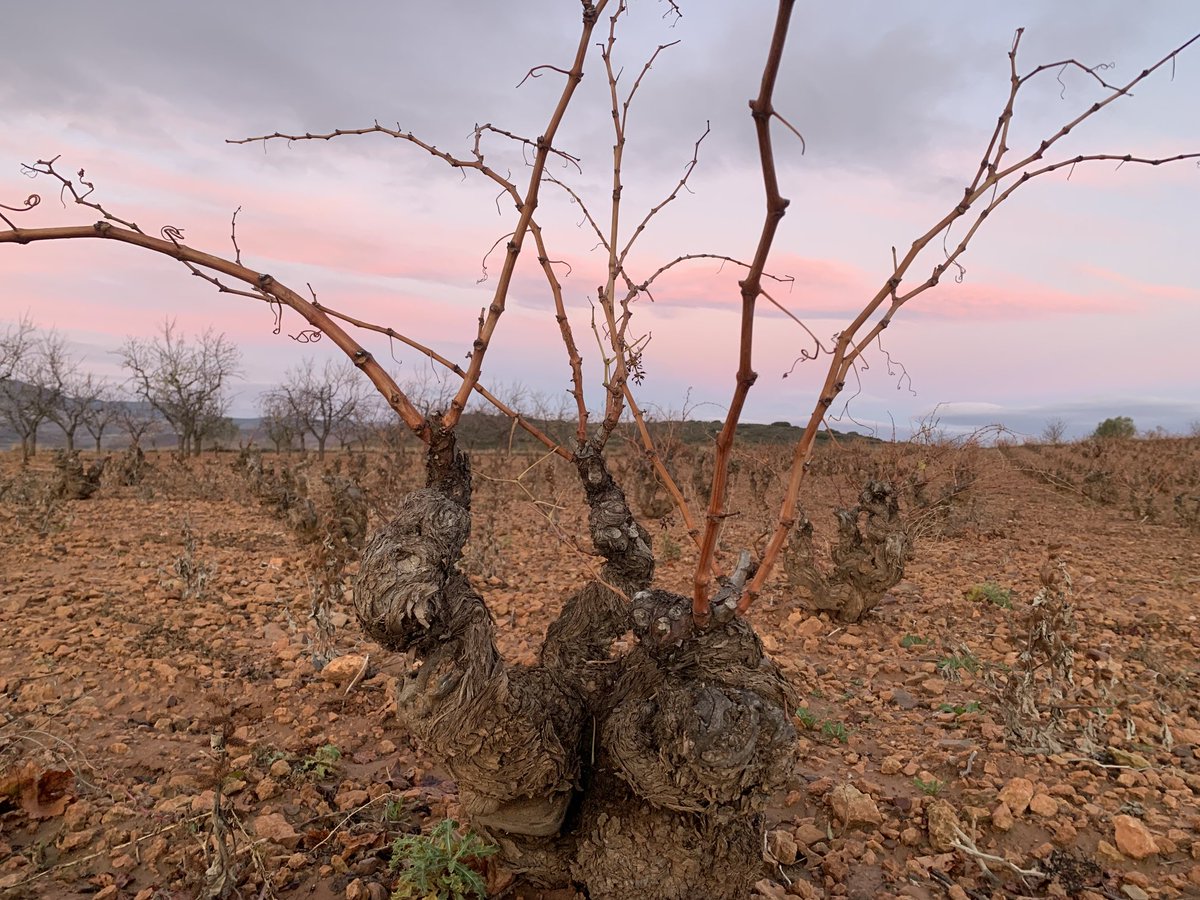 Spanish Wine Lover (@spanish_wl) on Twitter photo Ha merecido la pena el madrugón para ver amanecer en <a href="/docalatayud/">Calatayud Denominación de Origen</a> con el equipo de <a href="/BSanAlejandro/">BodegasSanAlejandro</a> Ha merecido la pena el madrugón para ver amanecer en <a href="/docalatayud/">Calatayud Denominación de Origen</a> con el equipo de <a href="/BSanAlejandro/">BodegasSanAlejandro</a>