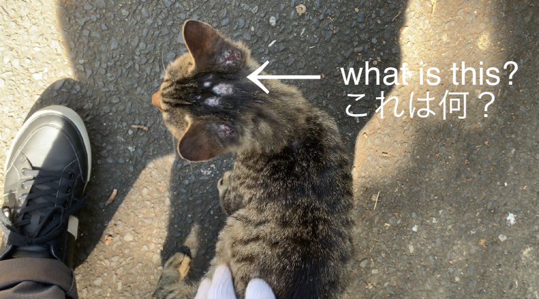 YouTubeを更新しました〜！！
アレルギー性の皮膚炎「蚊刺咬過敏症」の猫???/mosquito bite hypersensitivity???
youtu.be/J72RaXXQElQ

#cat #野良猫　#猫　#猫好きさんと繋がりたい
#straycat