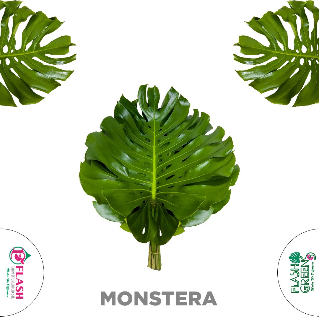 FlashFlower's tweet photo. Monstera 🍀

Demet Basına Dal:5Kutudaki Dal Sayısı: 75 - 100 dalBulunabilirlik:Tüm yıl

#FlashTarım #FlashFlower #greens #Monstera #devetabanı https://t.co/mGatBmZRaI