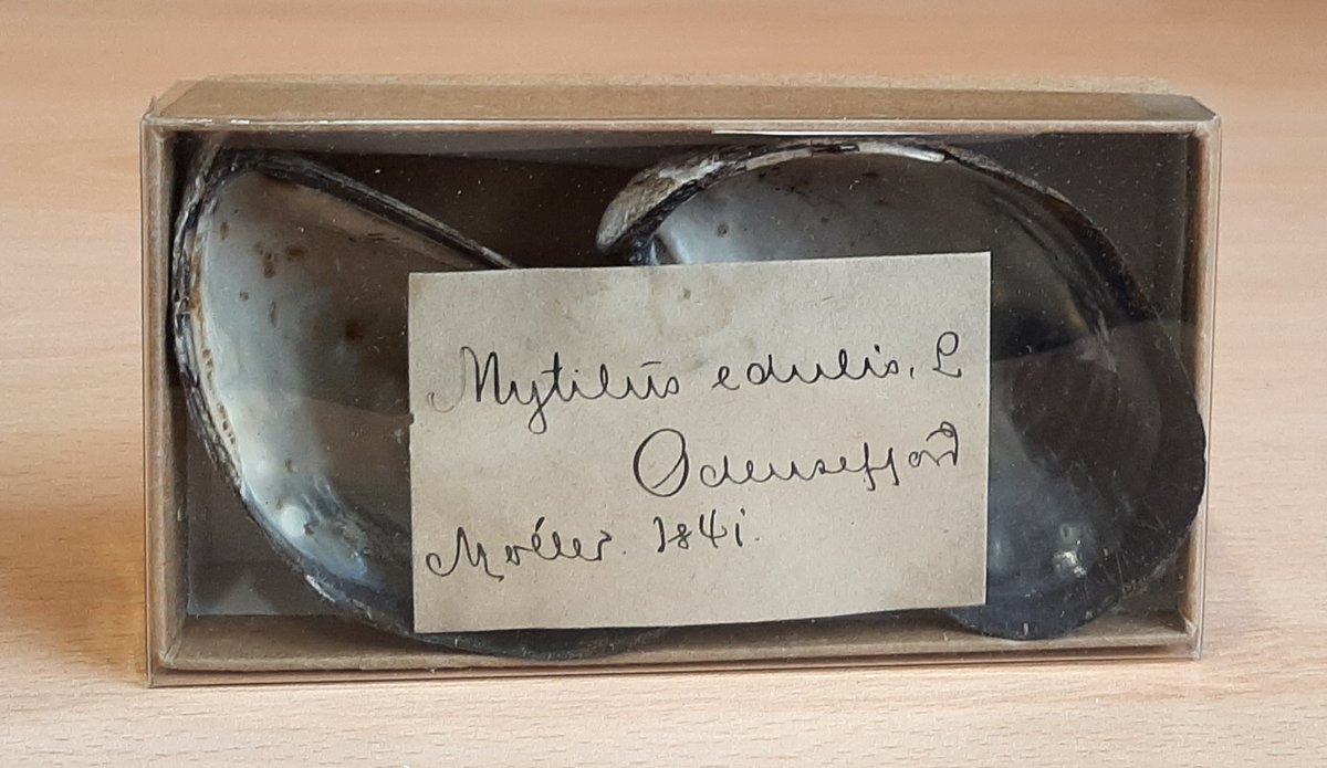 CagToulouse's tweet photo. Coquilles de moules bleues de la mer Baltique datΓ©es de 1841, collections du MusΓ©um d'Histoire Naturelle du Danemark, Copenhague
#moules #Danemark #MEETproject @AgenceRecherche @Cliouch
(c) Clio Der Sarkissian https://t.co/CjoF4hioae