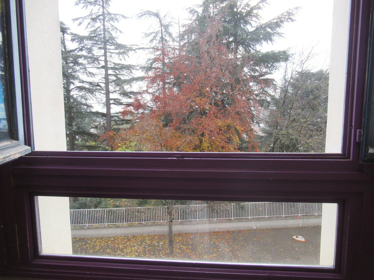 #EQ16 #Twoulipo #Parlafenetre2023 Bonjour ! Il ne fait pas très beau ces jours-ci, alors nous avons choisi la vue sur nos arbres aux couleurs d'automne 🙂ERREUR d'équipe !!!