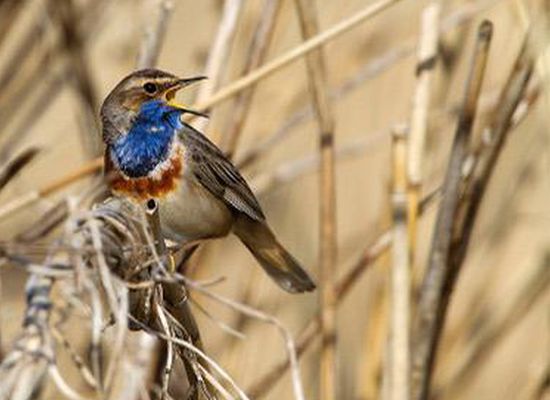 Hoe kwam het voorkeursalternatief van de #dijkversterking Koehool-Lauwersmeer tot stand? Je leest het in de Hydrotheek: blog.hydrotheek.nl/2022/11/dijkve…