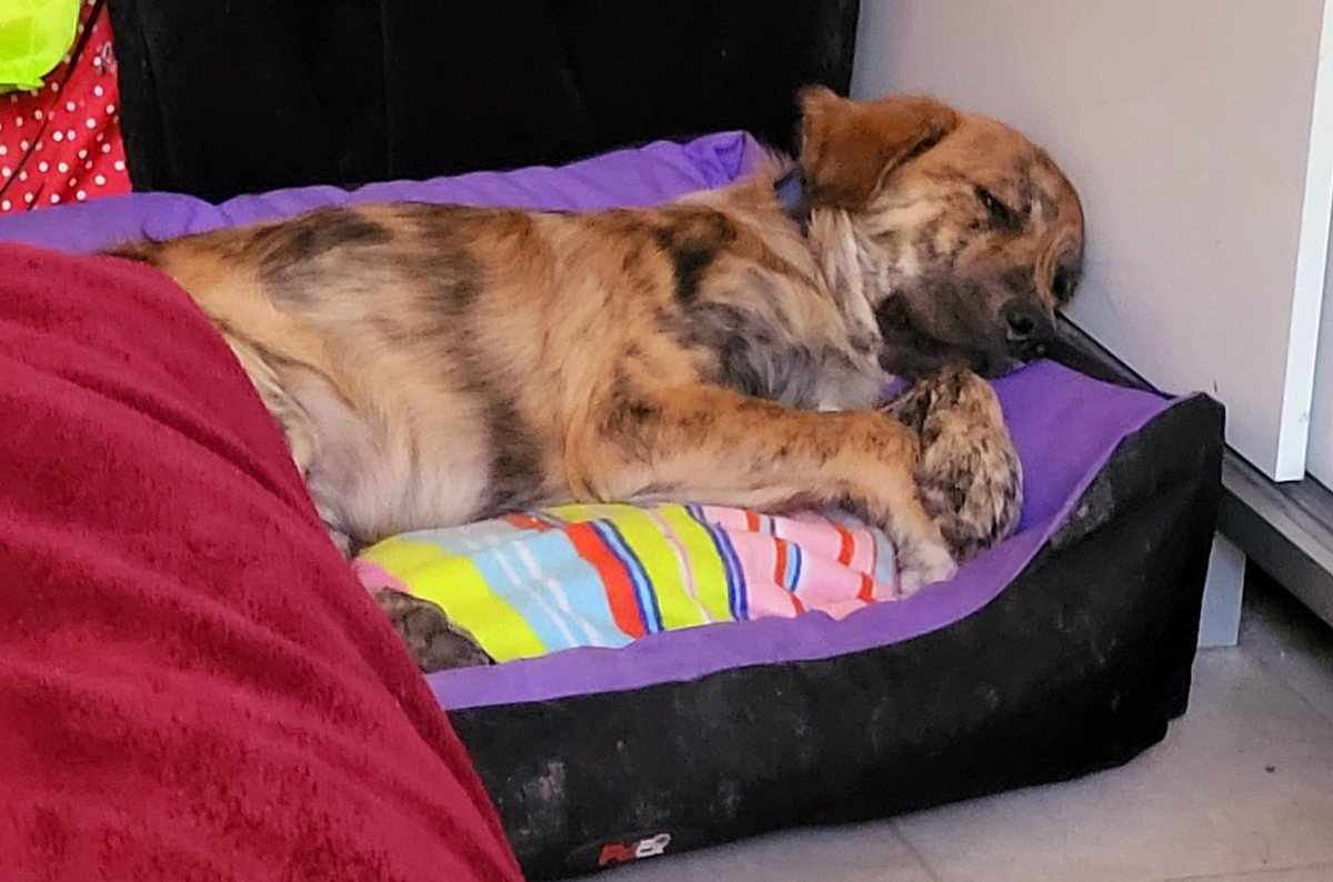 Ever wanted to get up, but you don't want to disrupt the cuteness?

#dogsoftwitter #PuppyDogPals