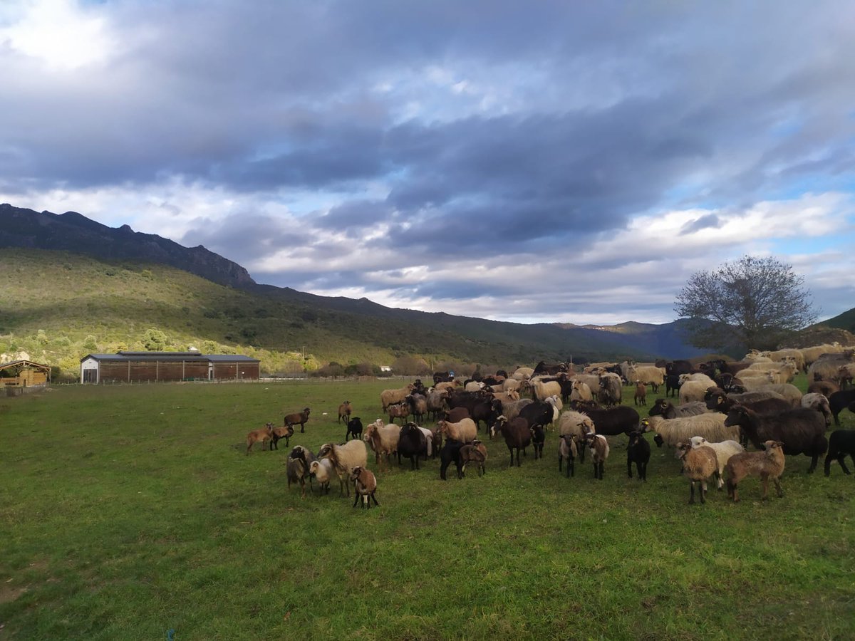 pastinnova's tweet photo. 📌INRAE-SELMET organised the first seminar of the WP 5 of Pastinnova in Corte (Corsica) on November, 23rd and 34th in “face to face” and Visio – Conference. 
#PASTINNOVA #Mediterranenpastoralism #Shepherdslife #Valuechainofpastroalproducts #RegionalLivingLabs #H2020 #PRIMAMED https://t.co/pclaEiafpJ