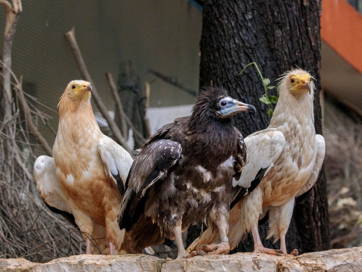 Neophron Returns tweet media