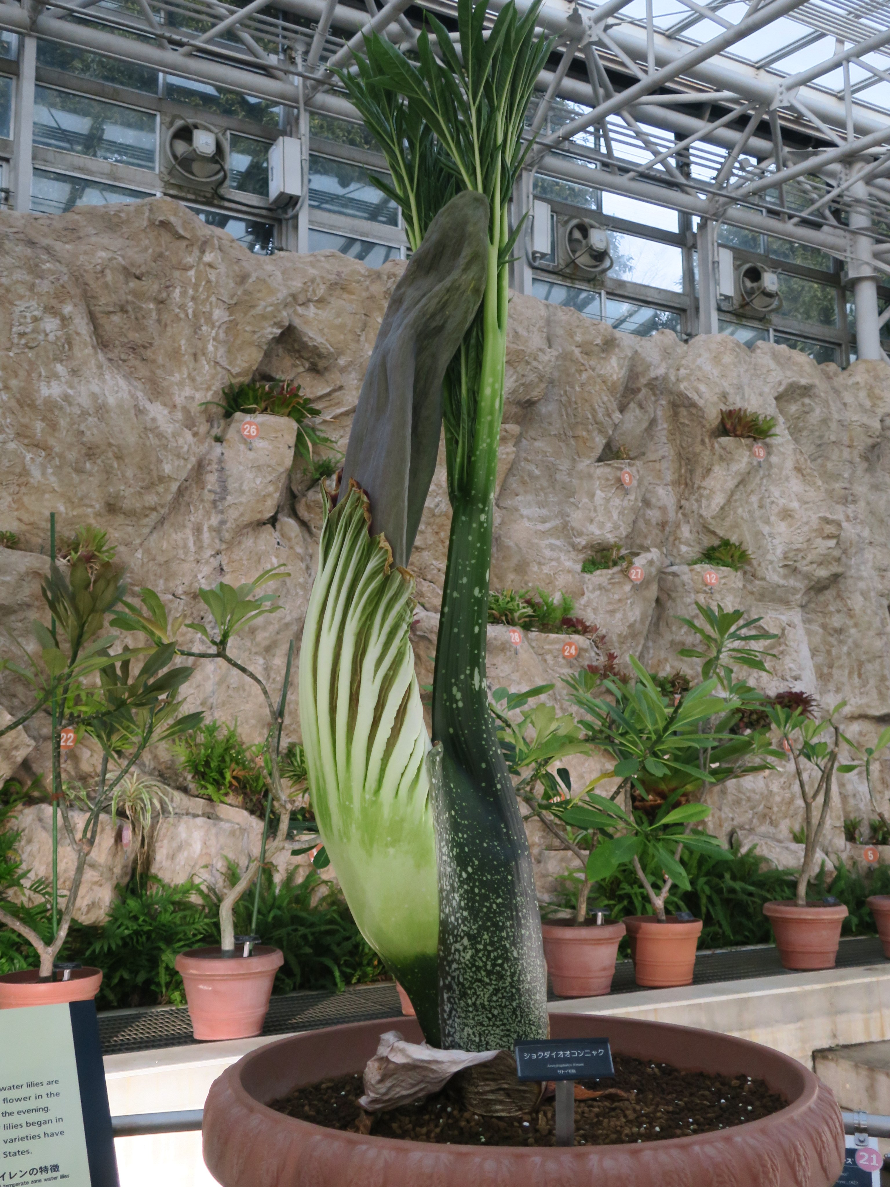 神代植物公園 ニュース Parksjindai Twitter