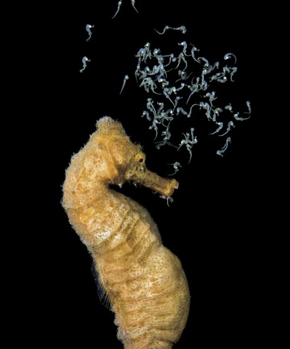 📷 Wildlife pic of the day by Steven Kovacs Nature Photography 🐾 Hippocampus kuda (Yellow Seahorse) ‼️ IUCN Red List Status : Vulnerable (VU) This little creature goes by many names : common seahorse, estuary seahorse, yellow seahorse or spotted seahorse. 🫧