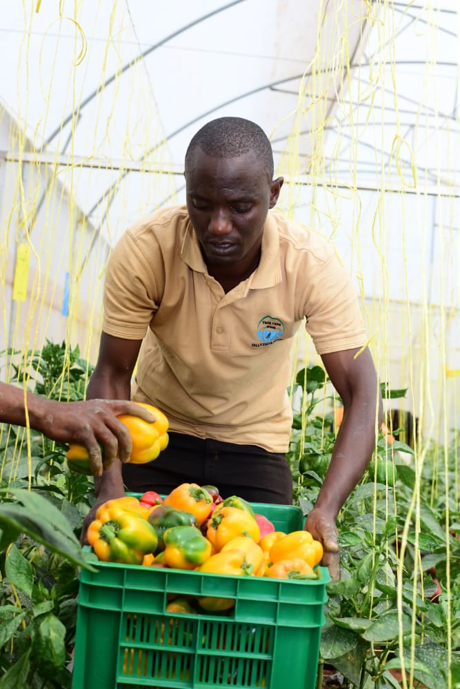 MINAGRI/RAB SPIU WorldBank & KOICA funded projects tweet media