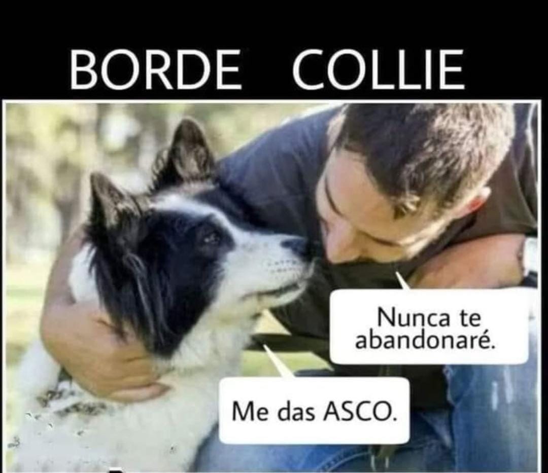 Pelaski's tweet photo. Hoy es viernes y el perro lo sabe.

 #bordercollie #bordecollie #borde #perro https://t.co/pUnqHIZv43