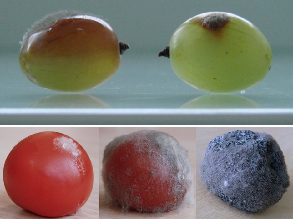 PCI Genomics (@pcigenomics) on Twitter photo 2/2 Sébastien Duplessis @SebbyRust explains as a recommender why he decided to recommend this #preprint. Exploring genomic determinants of host specialization in Botrytis cinerea, based on reviews by <a href="/CcileLorrain/">Cécile Lorrain</a> and <a href="/ThorstenLangner/">Thorsten Langner</a>. #OpenScience. genomics.peercommunityin.org/articles/rec?i… 2/2 Sébastien Duplessis @SebbyRust explains as a recommender why he decided to recommend this #preprint. Exploring genomic determinants of host specialization in Botrytis cinerea, based on reviews by <a href="/CcileLorrain/">Cécile Lorrain</a> and <a href="/ThorstenLangner/">Thorsten Langner</a>. #OpenScience. genomics.peercommunityin.org/articles/rec?i…