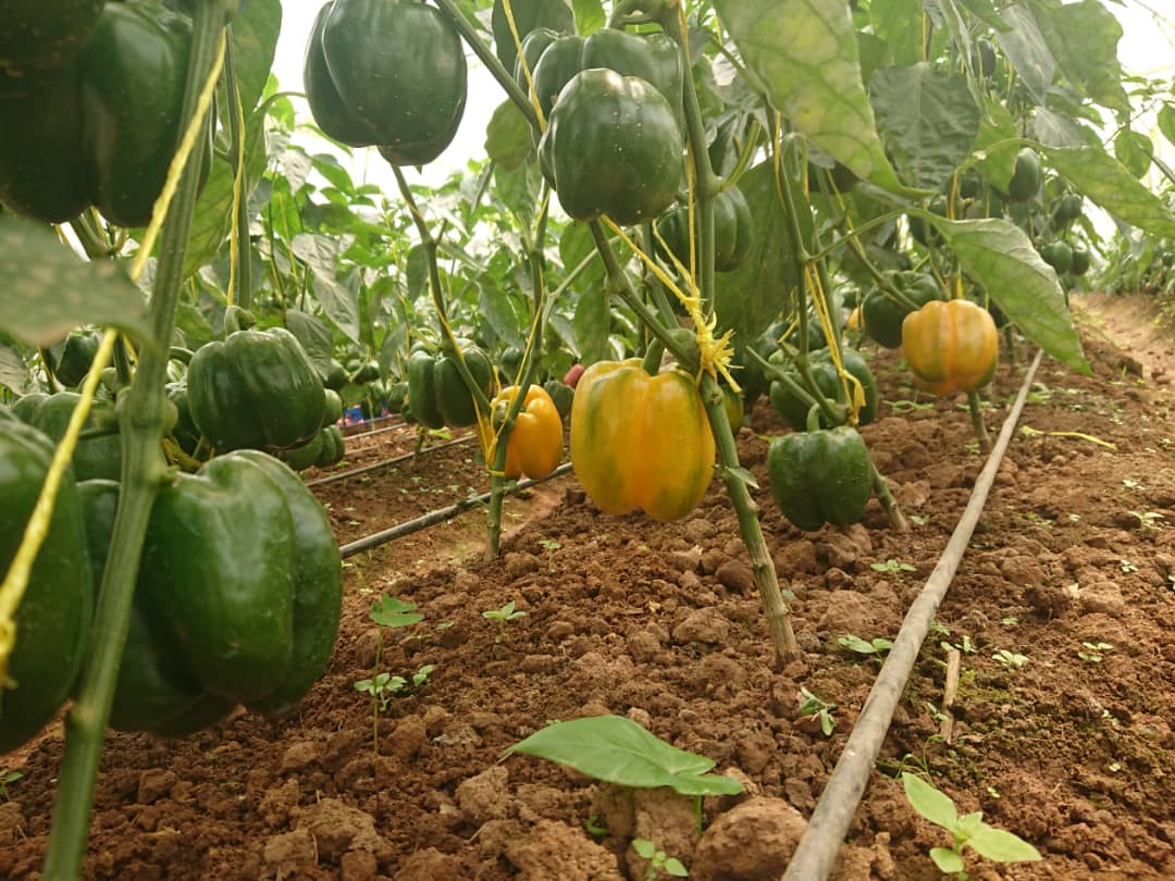 MINAGRI/RAB SPIU WorldBank & KOICA funded projects tweet media