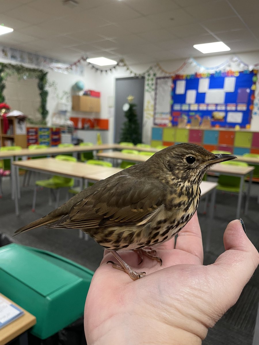 jwestursulatay1's tweet photo. This little chap flew into a window and knocked himself out this morning! Seems ok now though. https://t.co/xol4FT1kvs