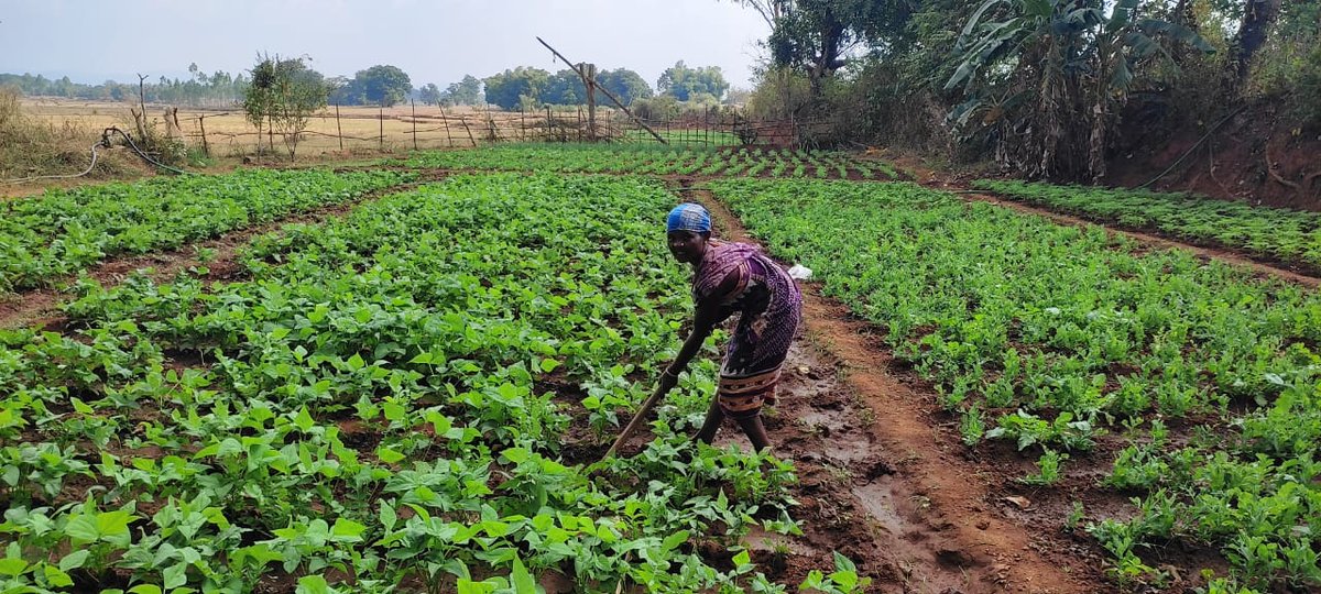 harshatrust's tweet photo. Raila Bhumia of #Boipariguda block is engaged in #interculturaloperations in her 20 cents (0.2 acres) of land. She practices #intercropping and advanced farming methods for making farming remunerative.
#harshatrust #sustainablelivelihood #advancedfarming
#AxisBankFoundation https://t.co/C4e1wb17tX