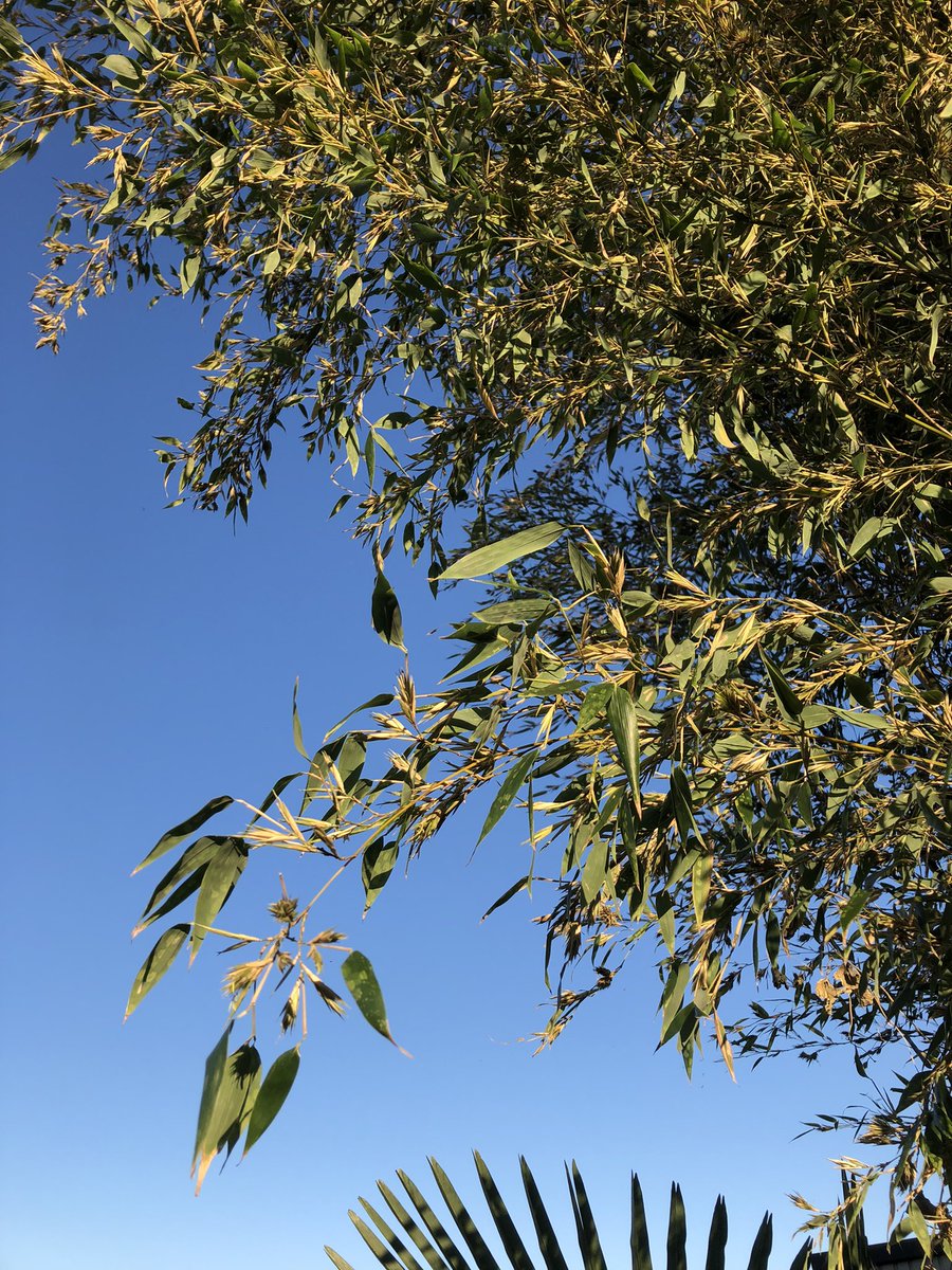 MPrettyruna's tweet photo. 敷地内の竹林に花が咲いた！
120年に1回咲くから不吉と言われてるみたい。
昔と今は状況が違うから…珍しいものを見られてラッキー！と思います。
世の中が平和でありますように( ´∀｀) https://t.co/xT21wuOVh3