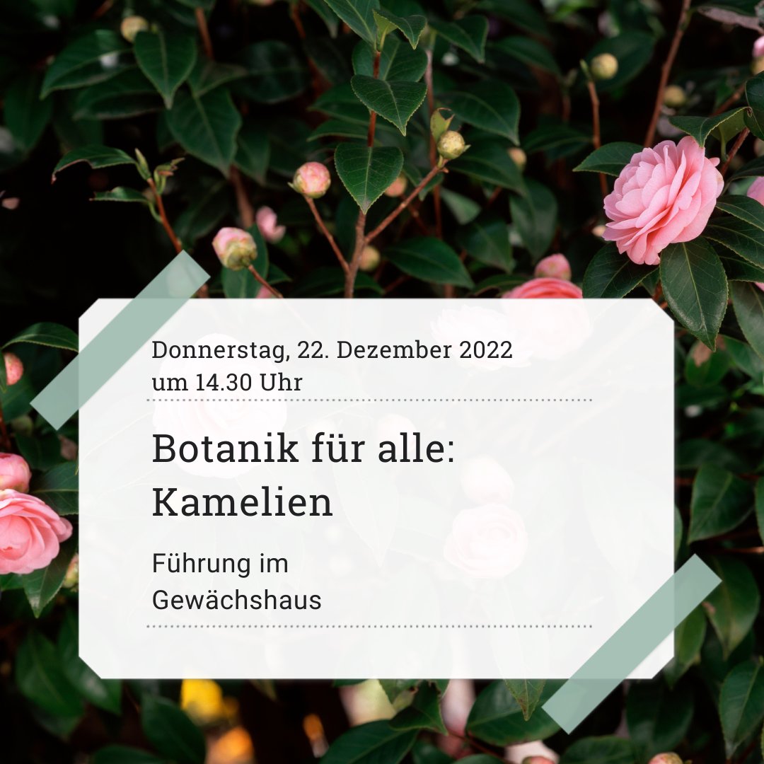 🌺 Die Kamelie gilt als Königin der Winterblüher. In ihrer Heimat China züchtet man die Kamelie seit langem als Zierpflanze, ebenso in Japan. Unser Kurator Dr. Andreas Gröger zeigt euch am Donnerstag besondere Exemplare. 
Los geht’s um 14.30 Uhr. 
Treffpunkt: Gewächshauseingang.