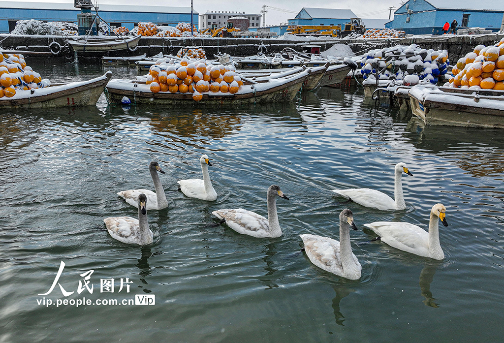 PDChinese's tweet photo. 【山東榮成：天鵝沐雪美如畫】連日來，山東省榮成市迎來持續降雪。在榮成俚島��附近海域，成群的野生大天鵝在漫步、游弋、覓食，與雪景相映成趣。 https://t.co/onIx93wis5