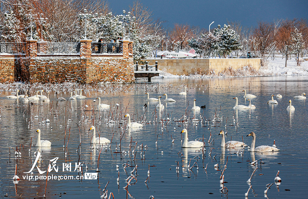 PDChinese's tweet photo. 【山東榮成：天鵝沐雪美如畫】連日來，山東省榮成市迎來持續降雪。在榮成俚島��附近海域，成群的野生大天鵝在漫步、游弋、覓食，與雪景相映成趣。 https://t.co/onIx93wis5