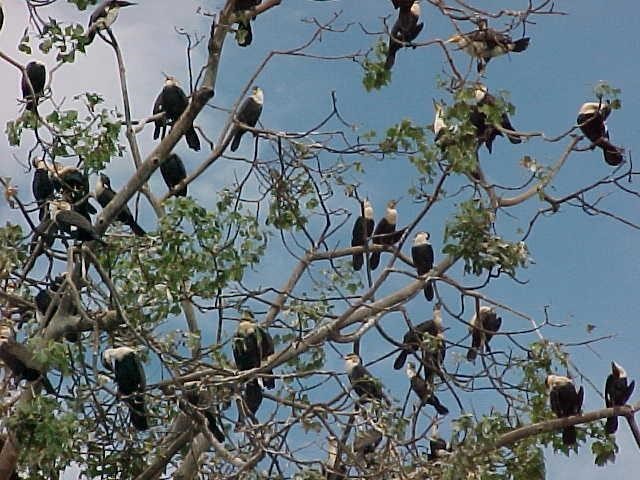 MediaHyphen's tweet photo. Malawi’s #wetlands and other aquatic #ecosystems are increasingly failing to support households, industries and #wildlife because of overexploitation and climate change. https://t.co/ZXWfiaBGGX https://t.co/oosReLZUxn