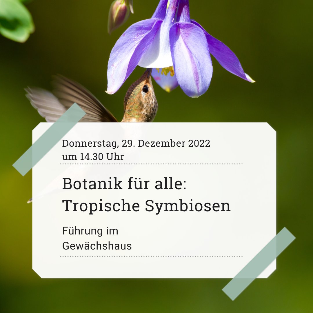 Weit mehr als die Hälfte aller Pflanzen in Amerika arbeiten mit Kolibris zusammen: Die Vögel bestäuben die Blüten und werden mit Nektar belohnt.
Ihr wollt mehr erfahren? Unsere Führung dazu beginnt am Donnerstag um 14.30 Uhr. 
Treffpunkt ist der Eingang unserer Gewächshäuser.