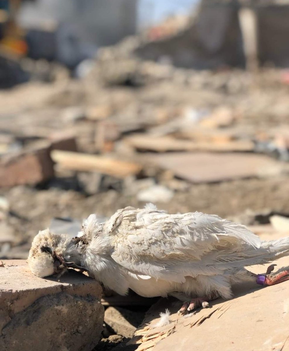 sonia97614's tweet photo. @CineSeda 17 October 2020 peace were killed in a terrorist attack launched by Armenia on Ganja https://t.co/dr4FYv9ucZ