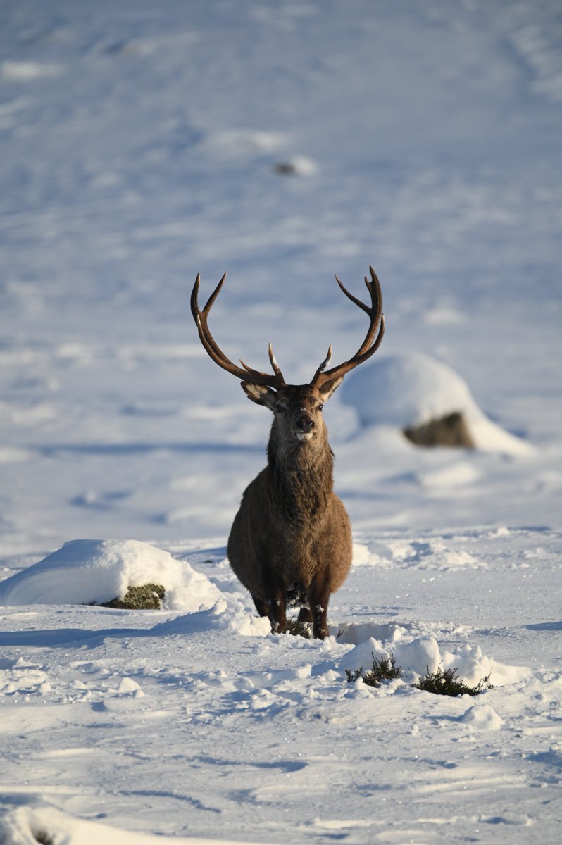 Red Deer at Spittal of Glen Muick from yesterday
