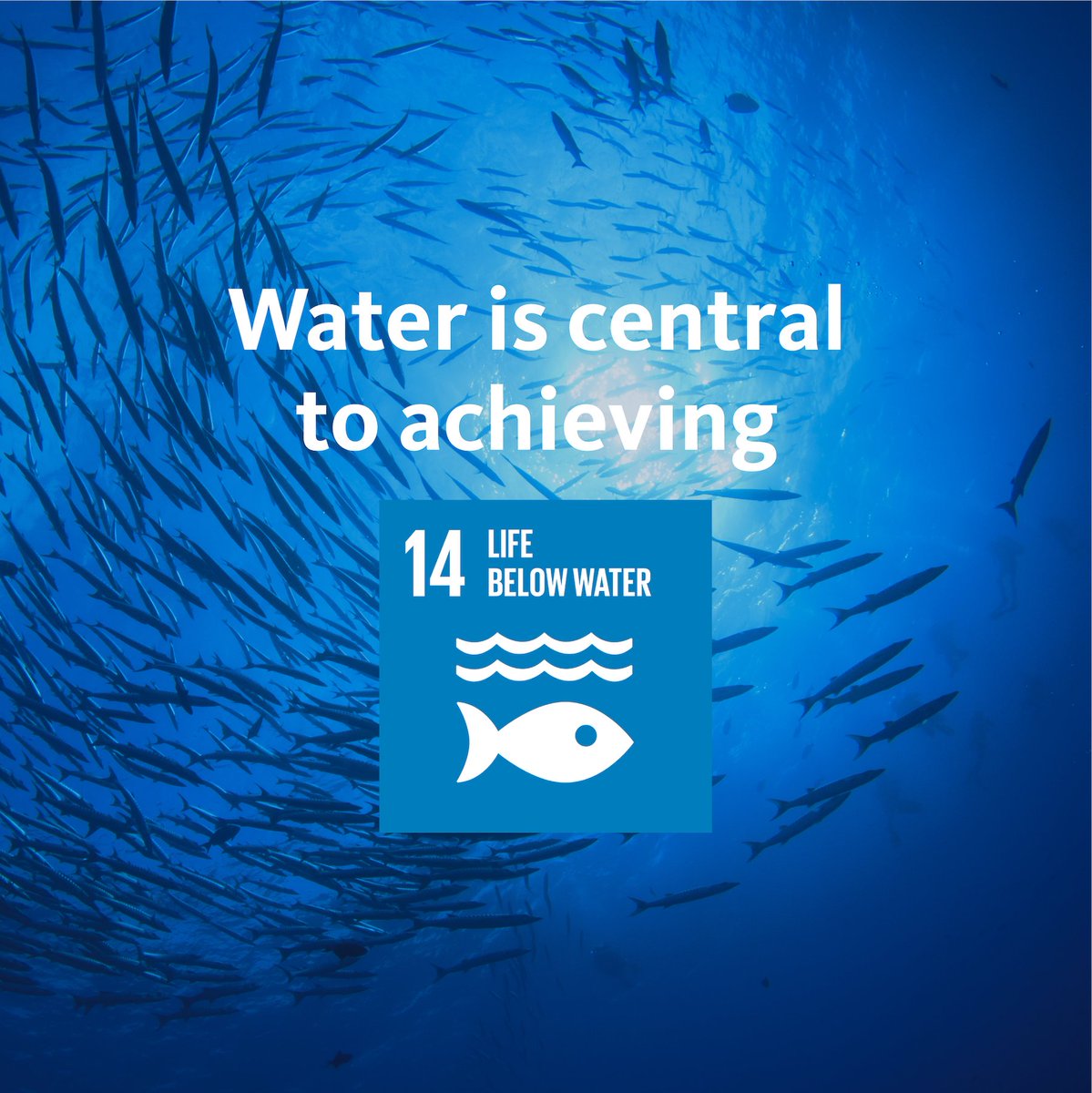 siwi_water's tweet photo. Water must protect the life that depends on it #SDG14 🐟 💧

If water quality is improved it will reduce marine pollution. 

Improving wastewater and solid waste collection and management presents the most urgent short-term solution to reducing #marine litter https://t.co/2atmreeS5d