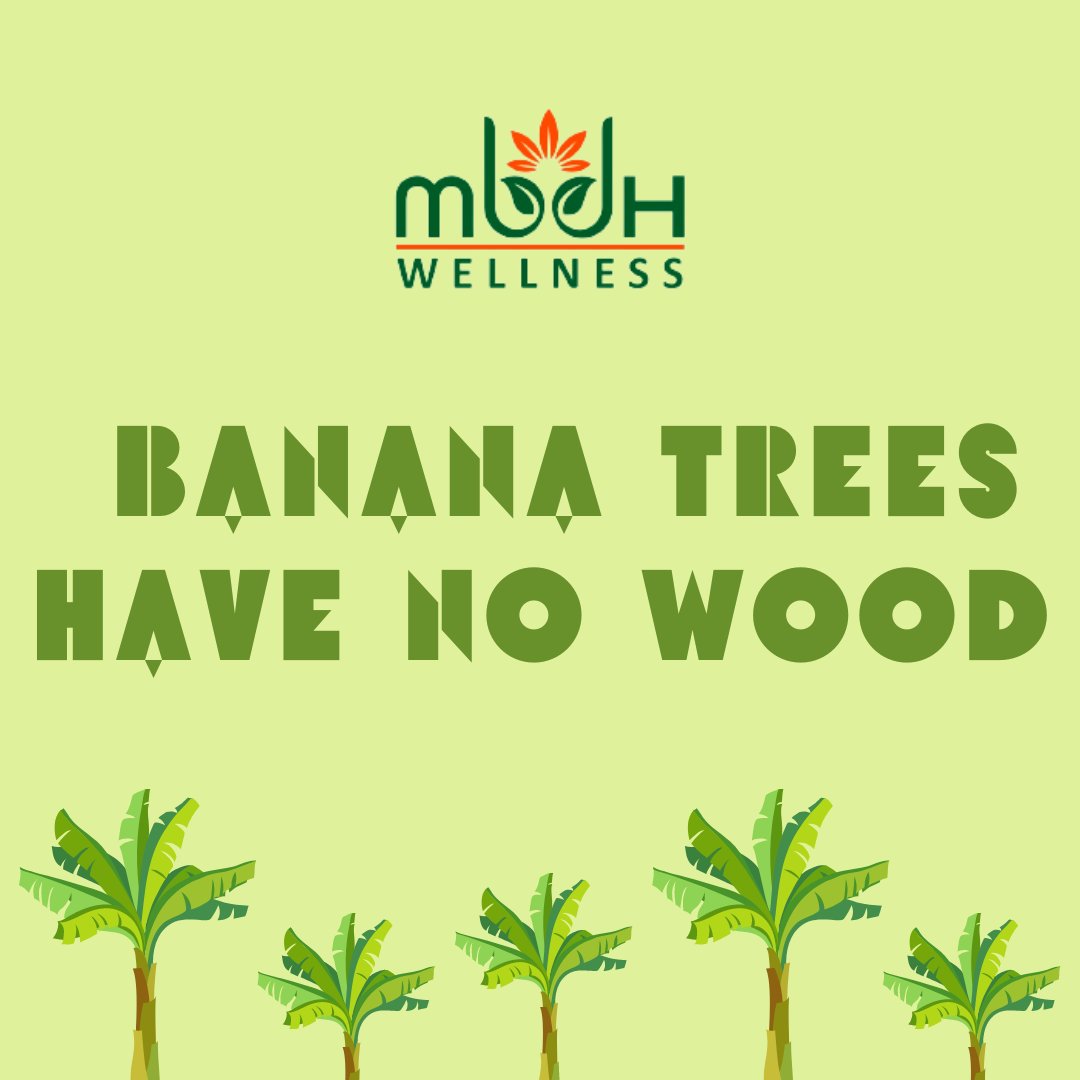 FoundationMbdh's tweet photo. Isn't it interesting? 👀😲

.
.
.
#saveenvironment #saveearth #gogreen #environment #nature #ecofriendly #savetrees #green #savenature https://t.co/yssvzw4Sl4