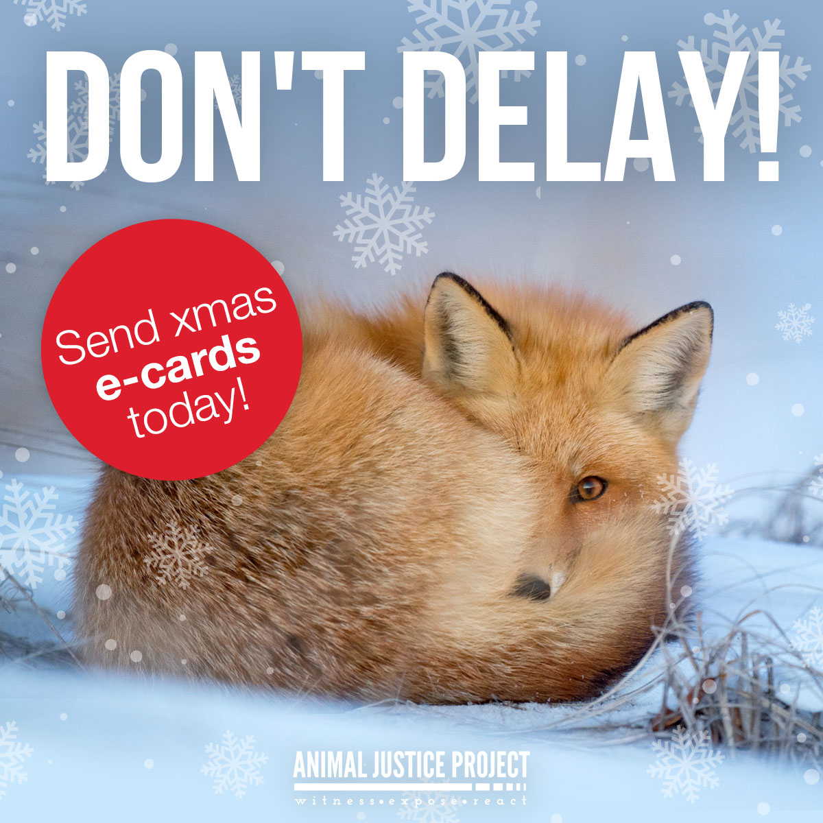 ajpReact's tweet photo. Are you still looking for a festive card to send? Just make your donation, choose your favourite festive design, add a message, select your recipients (up to 100), schedule or send immediately, and it’s done!
https://t.co/CyFQN1smbe
#Christmas #ChristmasCard #FestiveCards #Vegan https://t.co/yP6ewKUUuP