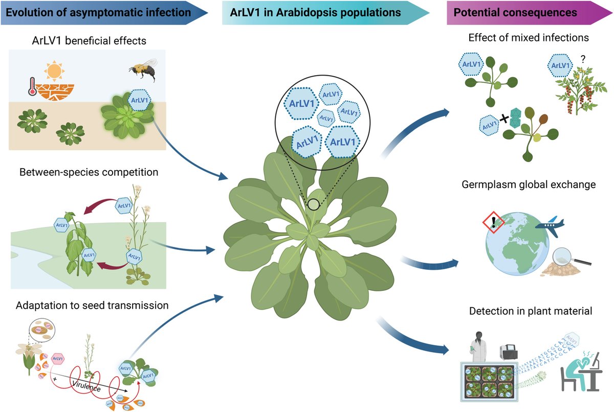 New Phytologist (@newphyt) on Twitter photo When plants are Trojan horses for #viruses
📖 ow.ly/931L50LZmSZ
A #Commentary by Sáez & Pagán on this Rapid report by <a href="/VerhoevenAv/">Ava Verhoeven</a> et al.: ow.ly/TLcK50LZmT0 When plants are Trojan horses for #viruses
📖 ow.ly/931L50LZmSZ
A #Commentary by Sáez & Pagán on this Rapid report by <a href="/VerhoevenAv/">Ava Verhoeven</a> et al.: ow.ly/TLcK50LZmT0