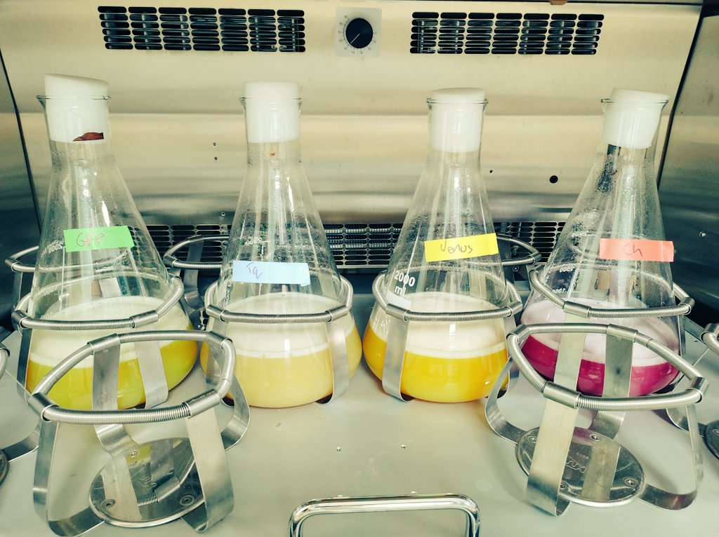 AtomicVirology's tweet photo. Hot diggity, I think my florescent protein expression worked! https://t.co/BRFtYhcWNm
