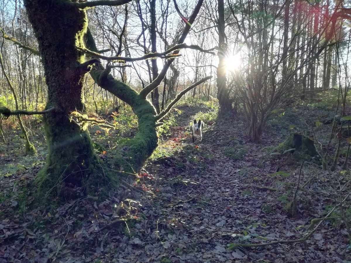 TilhillForestry's tweet photo. A last shot of the beautiful autumn morning sunlight shining through broadleaf trees in one of our South Wales managed woodlands and Rico, the Forester's dog, is ecstatic to be out and about! 🐶

#forestry #ukforests #Wales https://t.co/lIVmZ9Xfrx