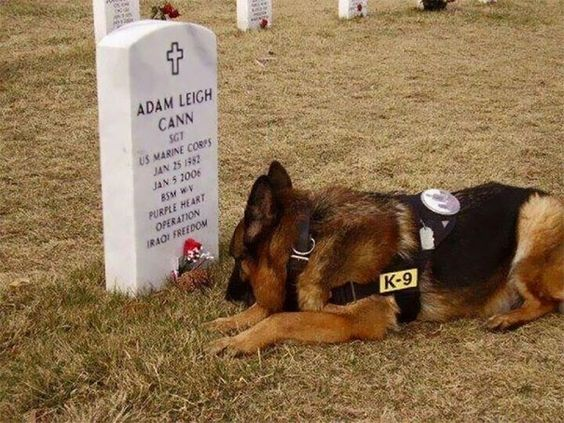 mk21dog's tweet photo. This german-shepherd is a true hero and deserves endless retweets 👍 https://t.co/zA8YNxC0Wm
