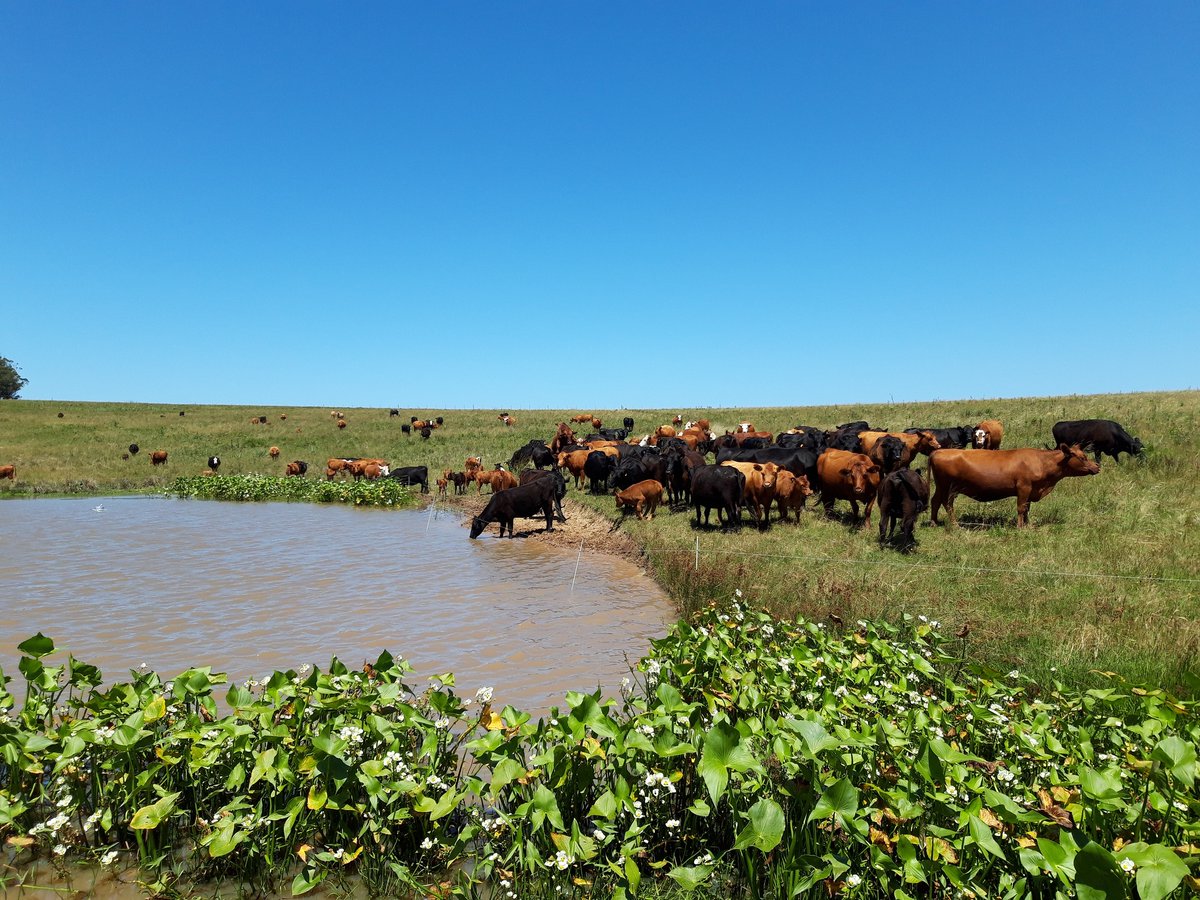 In #PONDERFUL we're looking at how ponds support biodiversity. <a href="/Udelaruy/">Universidad de la República</a> has found striking differences in the richness of aquatic plants among agricultural ponds with contrasting land use intensity.

Find out more: ponderful.eu/the-benefits-o…