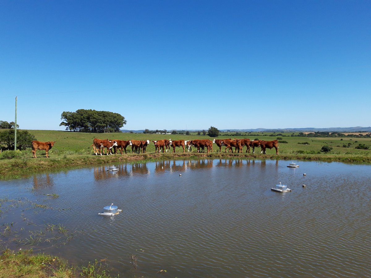 ponds4climate's tweet photo. In #PONDERFUL we're looking at how ponds support biodiversity. @Udelaruy has found striking differences in the richness of aquatic plants among agricultural ponds with contrasting land use intensity.

Find out more: https://t.co/bHl3rjFRKz https://t.co/WBHFh1wcFt
