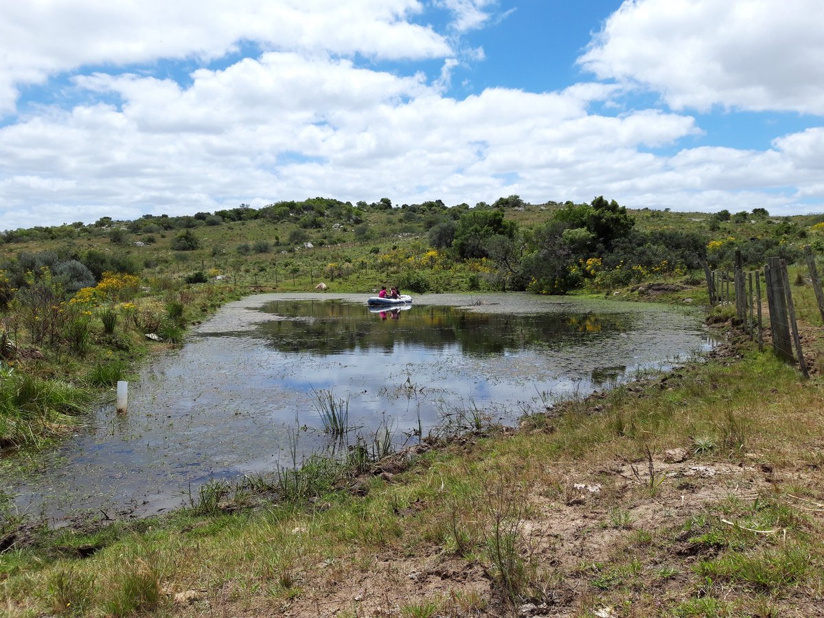 ponds4climate's tweet photo. In #PONDERFUL we're looking at how ponds support biodiversity. @Udelaruy has found striking differences in the richness of aquatic plants among agricultural ponds with contrasting land use intensity.

Find out more: https://t.co/bHl3rjFRKz https://t.co/WBHFh1wcFt